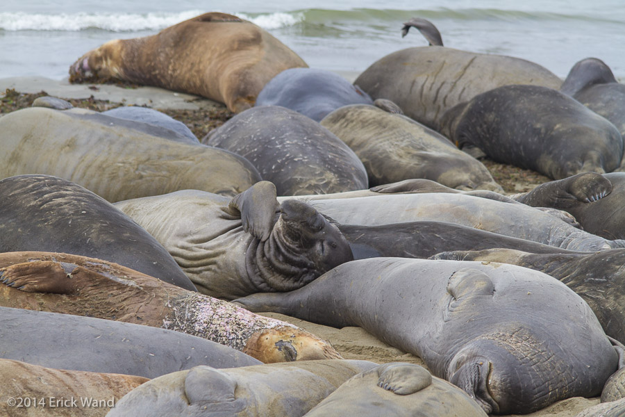 Elephant Seals at Rookery  - Image Name: PiedrasBlancas_9553