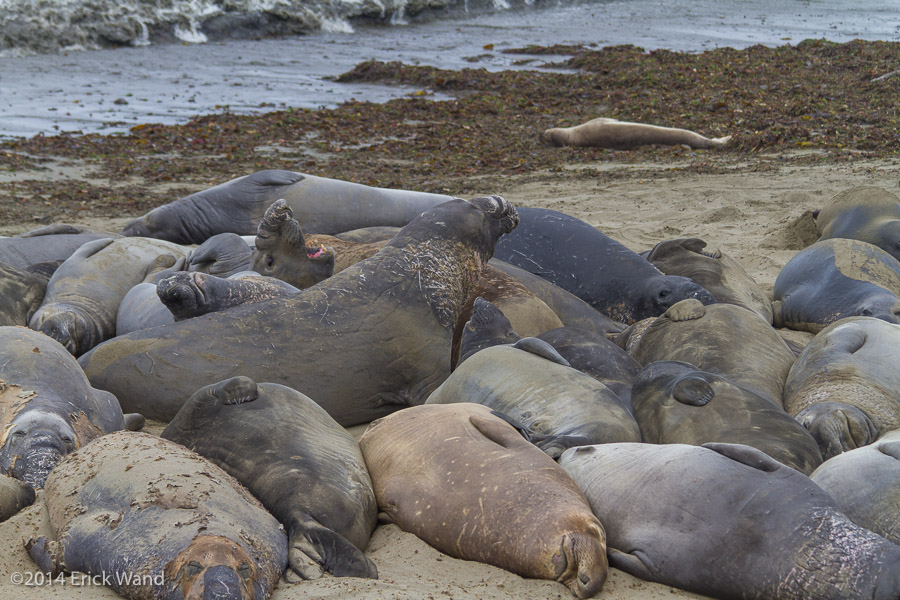Elephant Seals at Rookery  - Image Name: PiedrasBlancas_9554