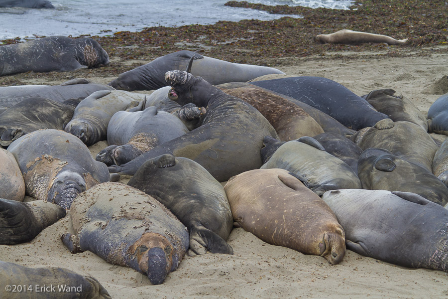 Elephant Seals at Rookery  - Image Name: PiedrasBlancas_9555