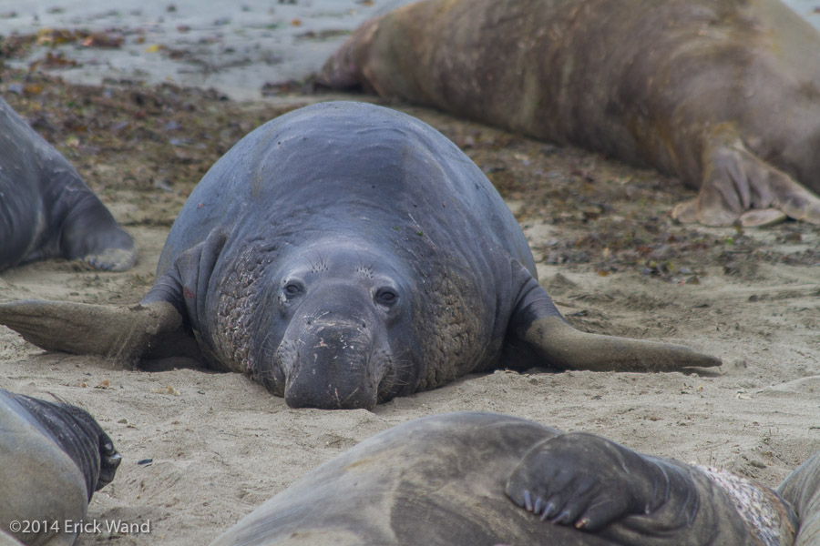 Elephant Seals at Rookery  - Image Name: PiedrasBlancas_9556