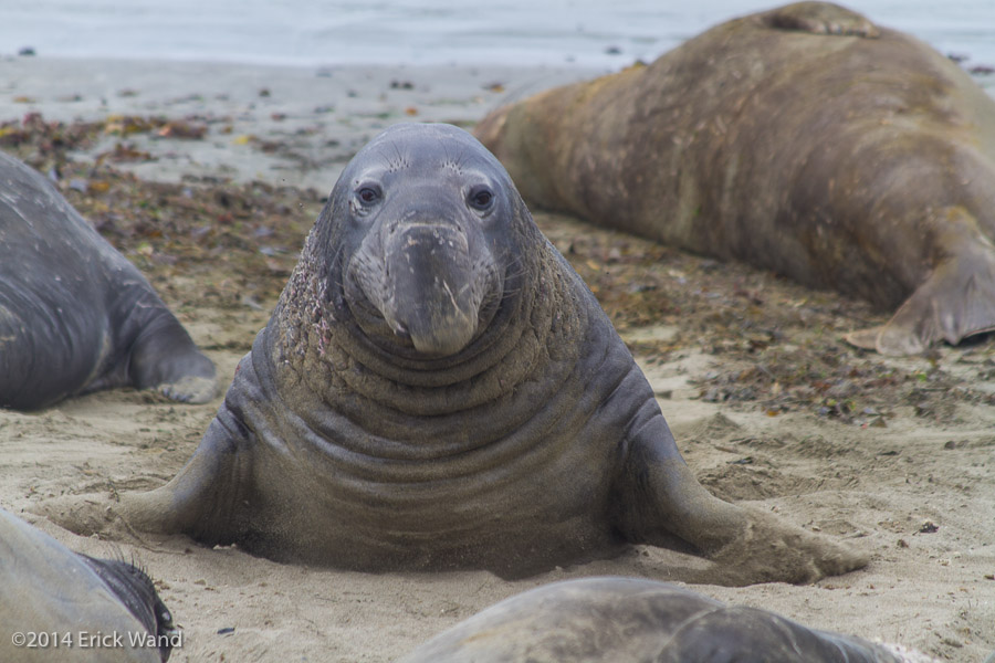 Elephant Seals at Rookery  - Image Name: PiedrasBlancas_9557