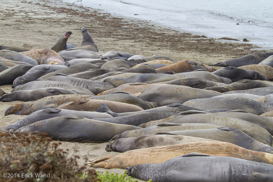 Elephant Seals at Rookery  - Image Name: PiedrasBlancas_9560