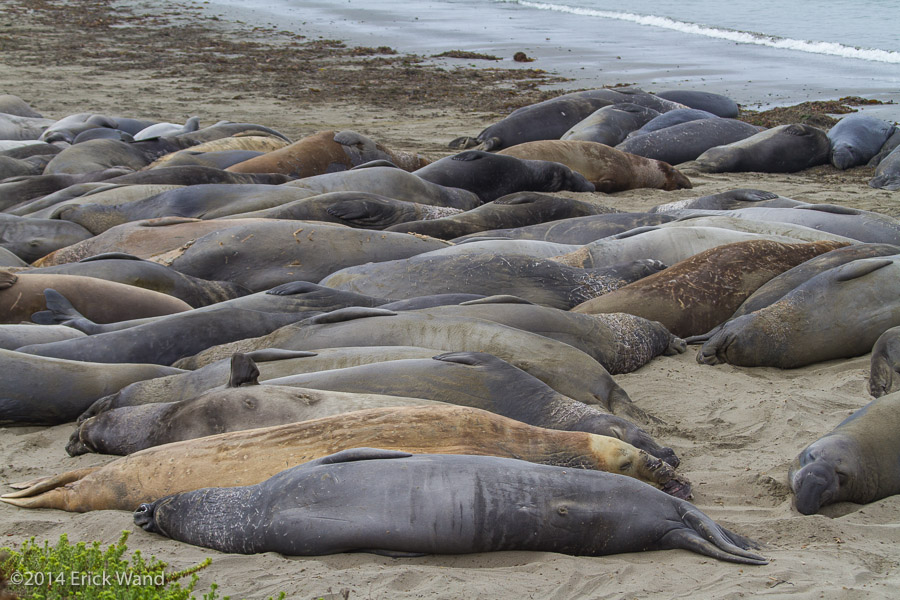 Elephant Seals at Rookery  - Image Name: PiedrasBlancas_9561