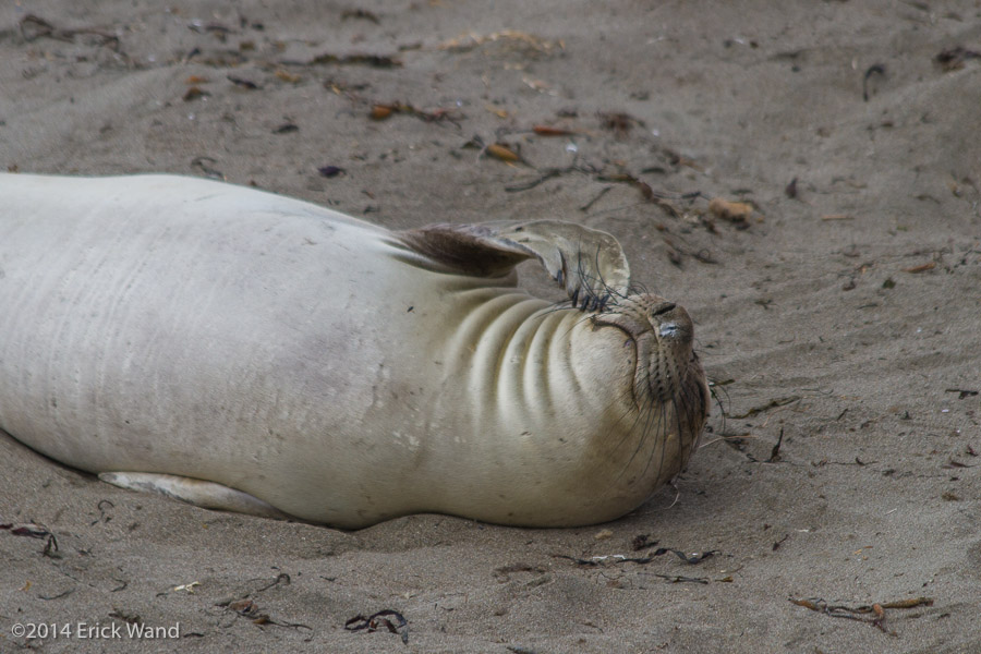 Elephant Seals at Rookery  - Image Name: PiedrasBlancas_9562