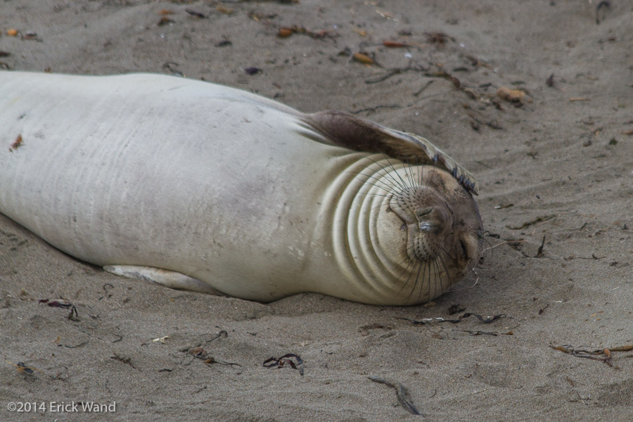 Elephant Seals at Rookery  - Image Name: PiedrasBlancas_9563