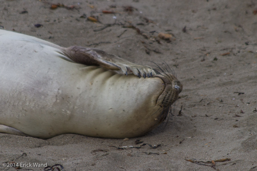 Elephant Seals at Rookery  - Image Name: PiedrasBlancas_9564