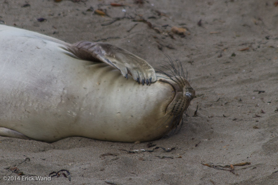Elephant Seals at Rookery  - Image Name: PiedrasBlancas_9565