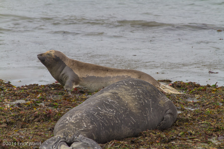 Elephant Seals at Rookery  - Image Name: PiedrasBlancas_9566