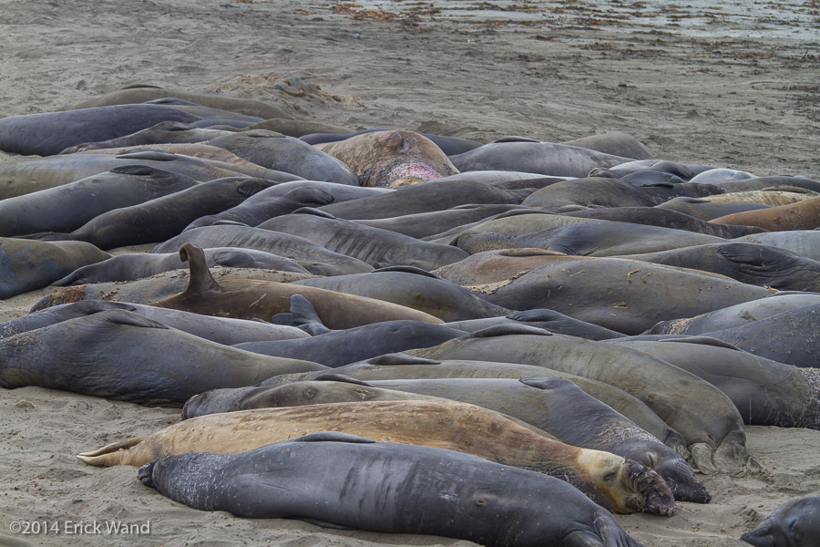 Elephant Seals at Rookery  - Image Name: PiedrasBlancas_9567