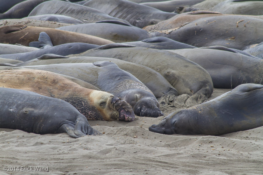 Elephant Seals at Rookery  - Image Name: PiedrasBlancas_9569
