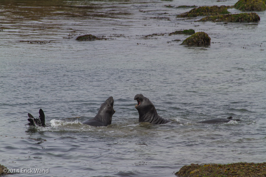 Elephant Seals at Rookery  - Image Name: PiedrasBlancas_9570
