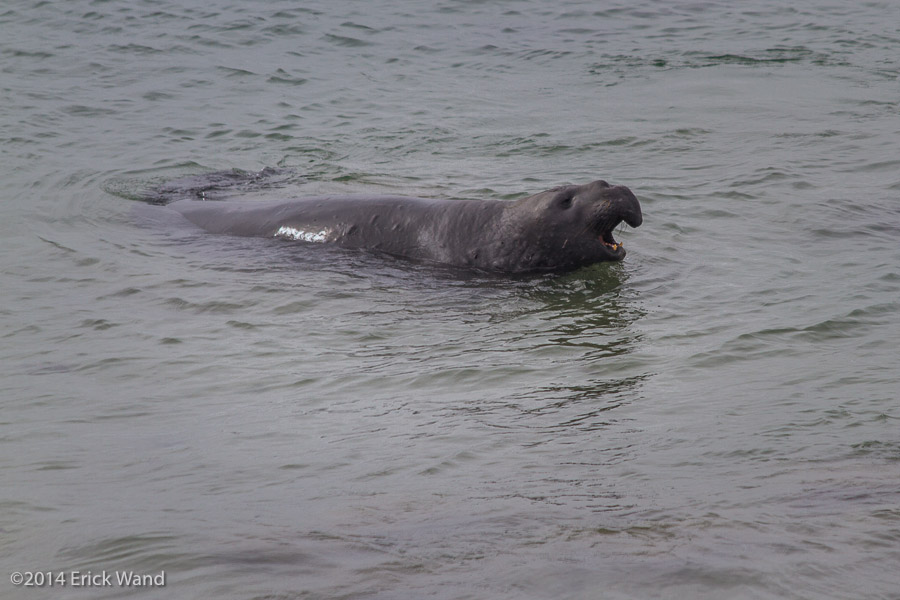 Elephant Seals at Rookery  - Image Name: PiedrasBlancas_9571