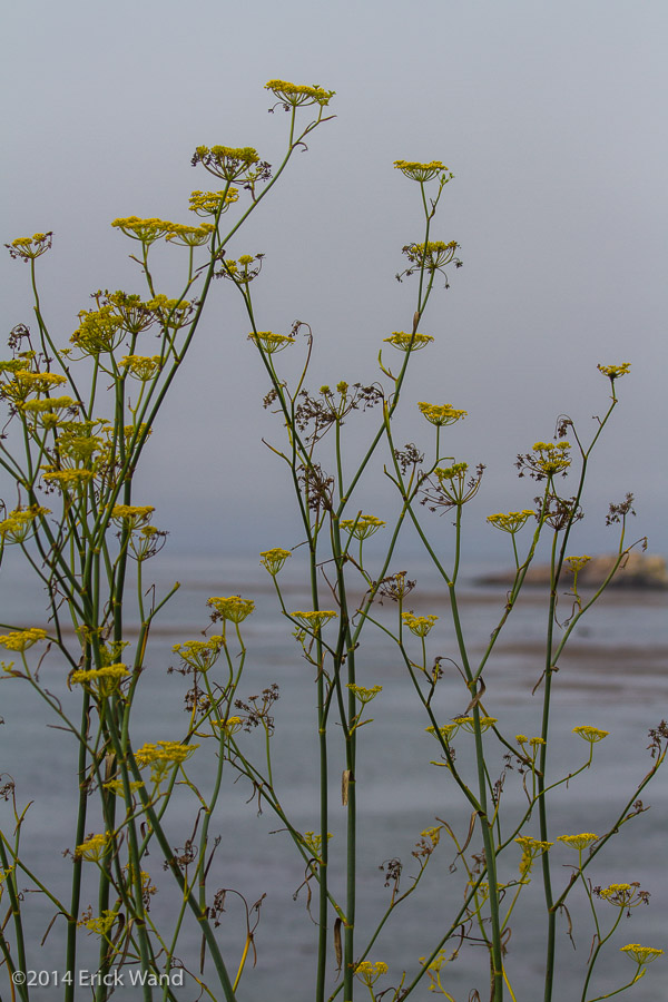 Elephant Seals at Rookery  - Image Name: PiedrasBlancas_9572