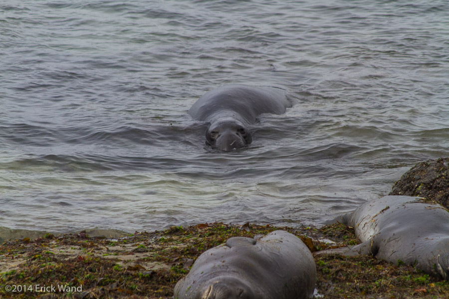 Elephant Seals at Rookery  - Image Name: PiedrasBlancas_9573