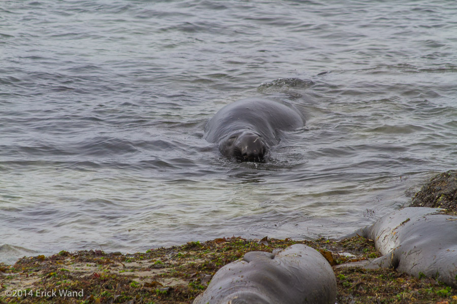 Elephant Seals at Rookery  - Image Name: PiedrasBlancas_9575