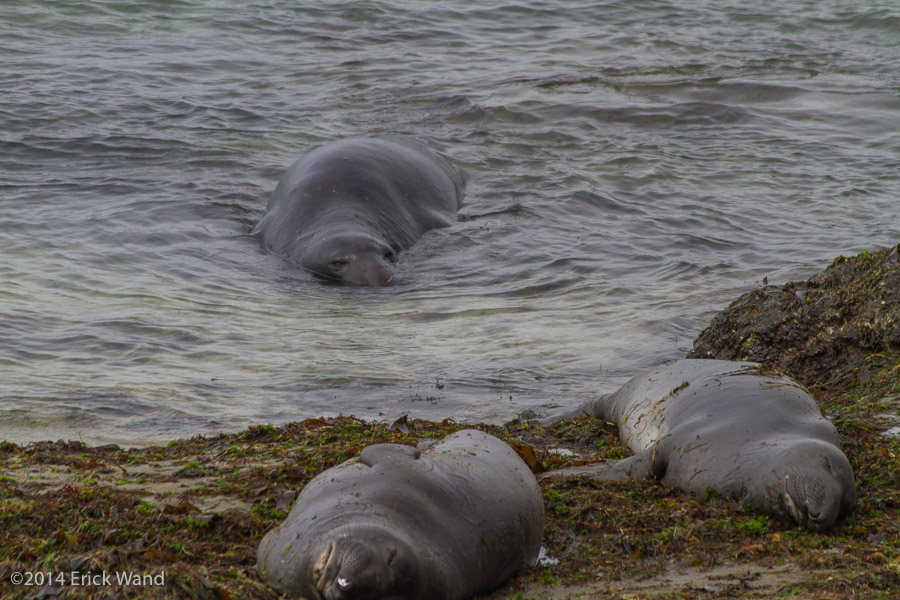 Elephant Seals at Rookery  - Image Name: PiedrasBlancas_9577