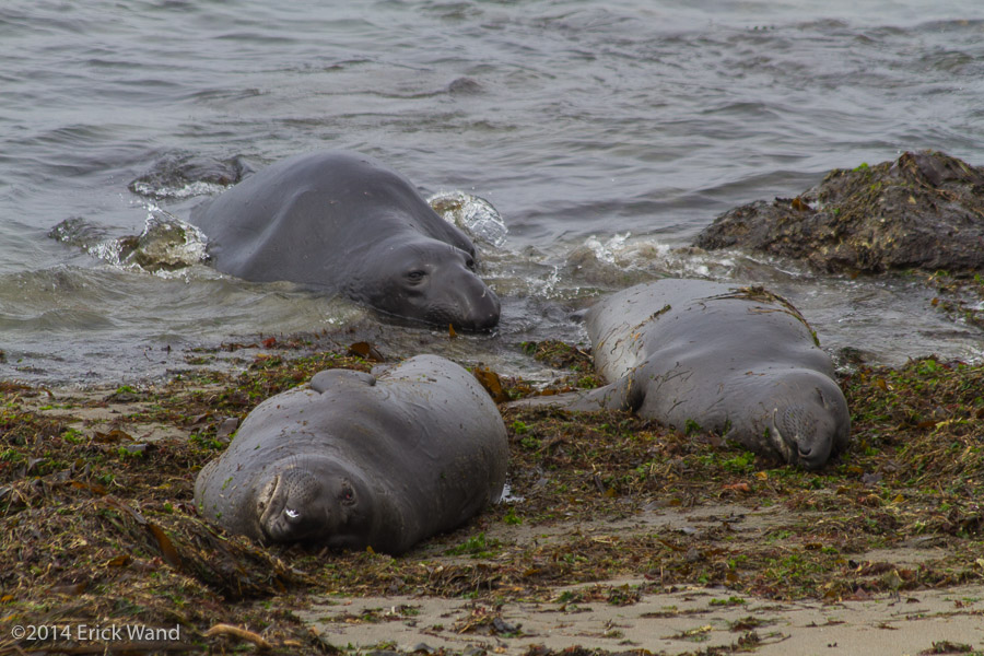 Elephant Seals at Rookery  - Image Name: PiedrasBlancas_9581