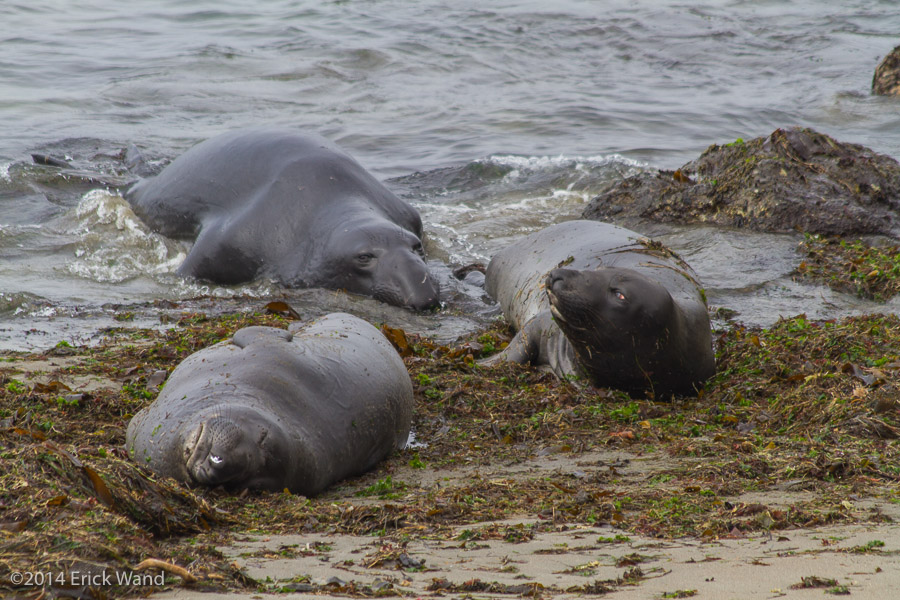 Elephant Seals at Rookery  - Image Name: PiedrasBlancas_9582