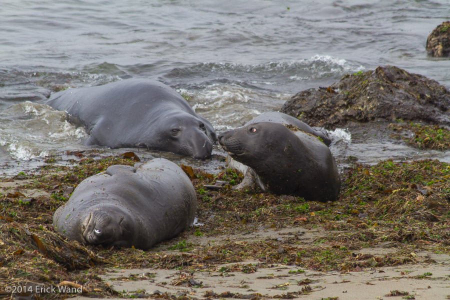 Elephant Seals at Rookery  - Image Name: PiedrasBlancas_9583