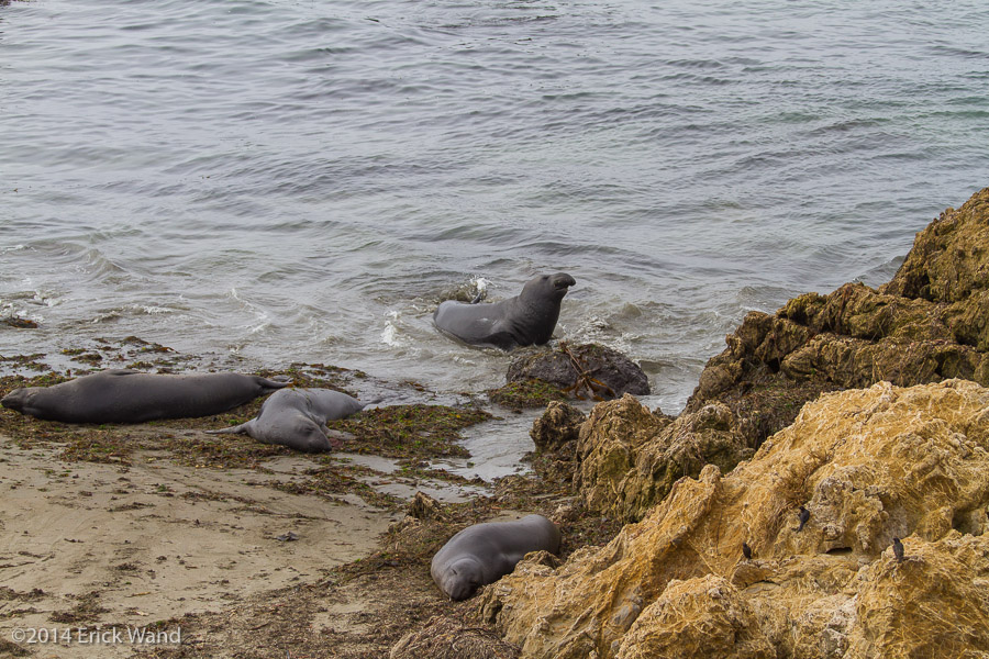 Elephant Seals at Rookery  - Image Name: PiedrasBlancas_9587