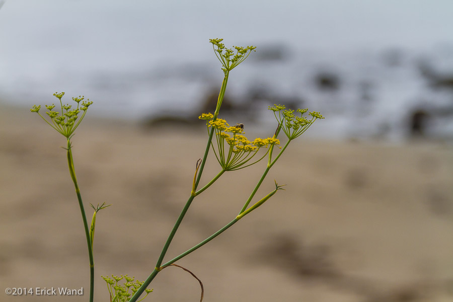 Elephant Seals at Rookery  - Image Name: PiedrasBlancas_9588