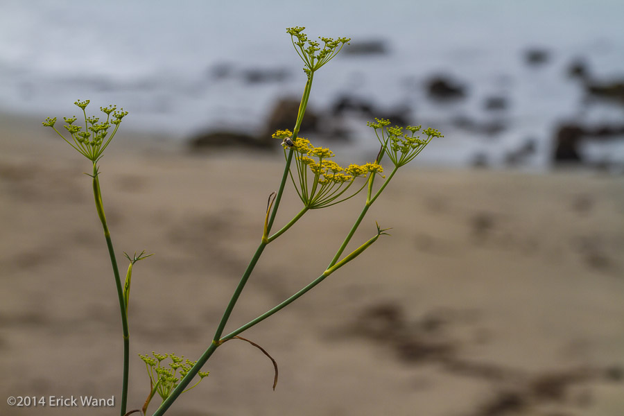 Elephant Seals at Rookery  - Image Name: PiedrasBlancas_9589