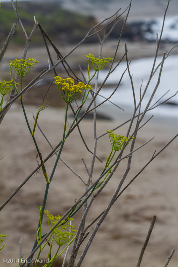 Elephant Seals at Rookery  - Image Name: PiedrasBlancas_9590