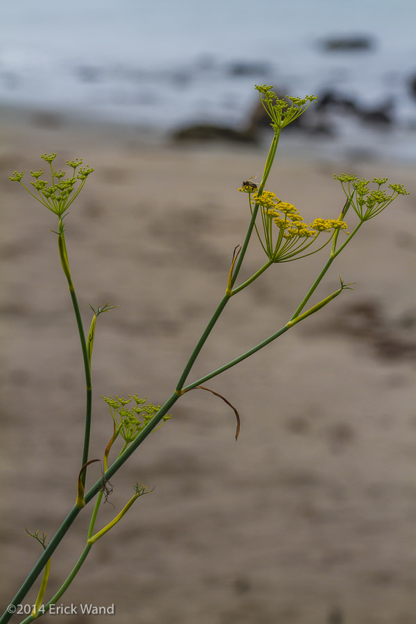 Elephant Seals at Rookery  - Image Name: PiedrasBlancas_9591