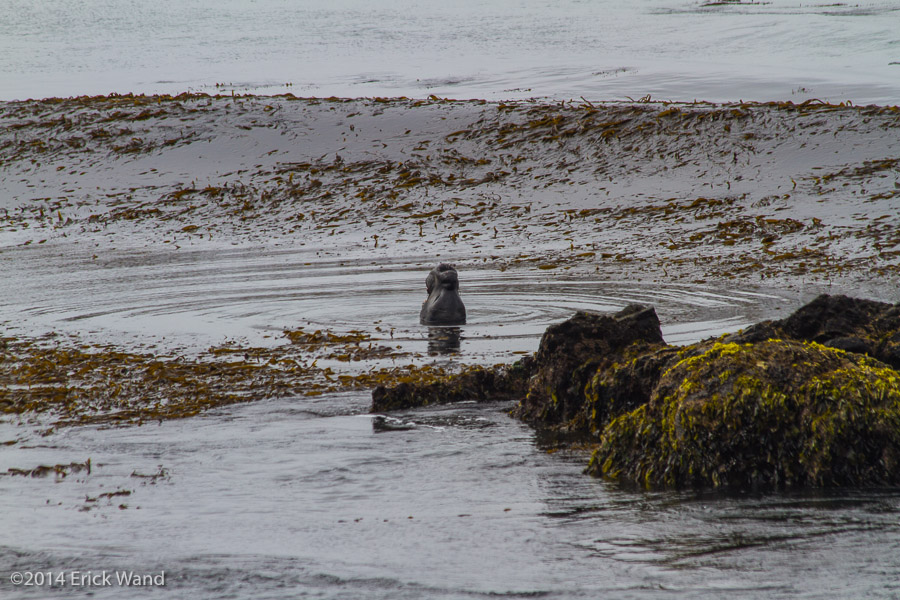 Elephant Seals at Rookery  - Image Name: PiedrasBlancas_9592