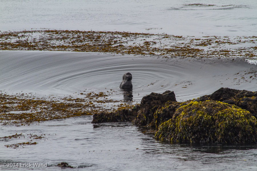Elephant Seals at Rookery  - Image Name: PiedrasBlancas_9593