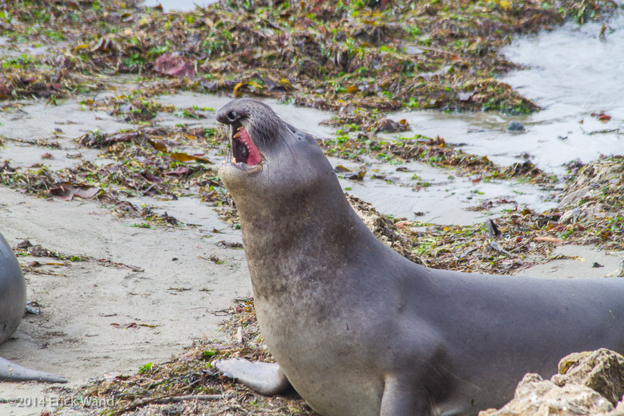 Elephant Seals at Rookery  - Image Name: PiedrasBlancas_9594