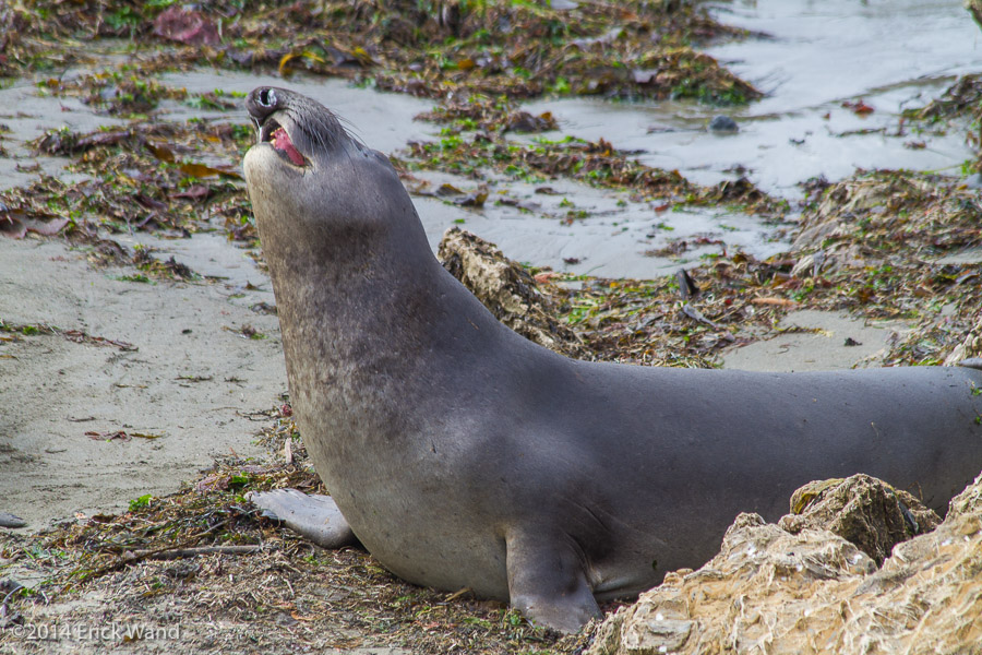 Elephant Seals at Rookery  - Image Name: PiedrasBlancas_9595