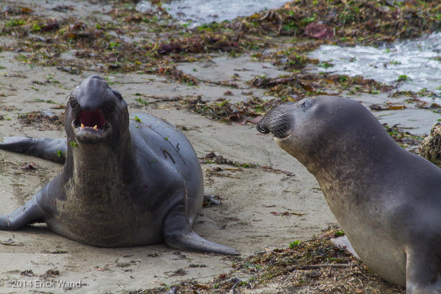 Elephant Seals at Rookery  - Image Name: PiedrasBlancas_9596