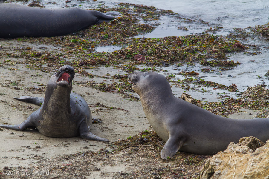 Elephant Seals at Rookery  - Image Name: PiedrasBlancas_9597
