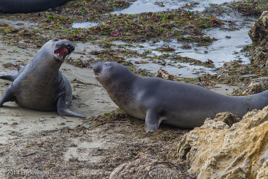 Elephant Seals at Rookery  - Image Name: PiedrasBlancas_9598