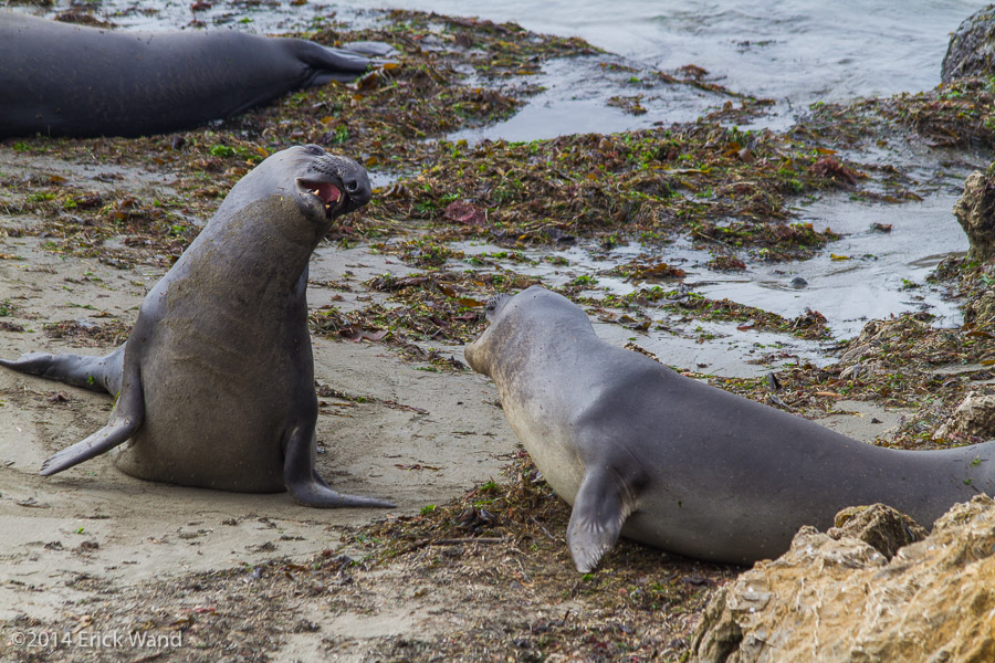 Elephant Seals at Rookery  - Image Name: PiedrasBlancas_9599