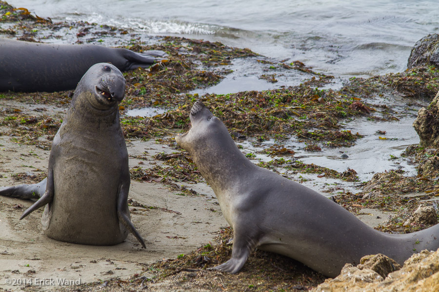 Elephant Seals at Rookery  - Image Name: PiedrasBlancas_9600