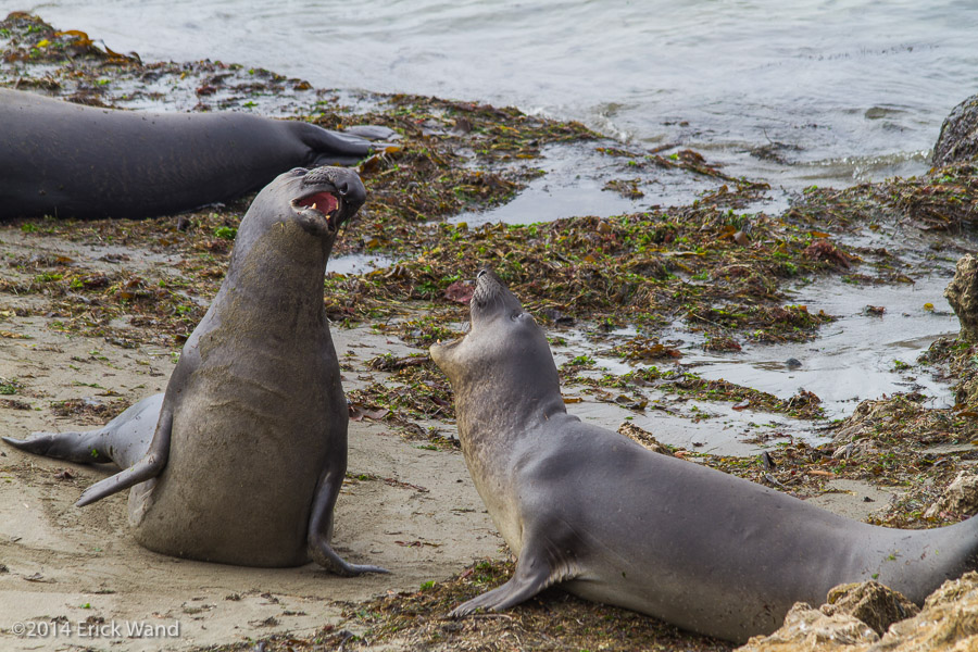 Elephant Seals at Rookery  - Image Name: PiedrasBlancas_9601