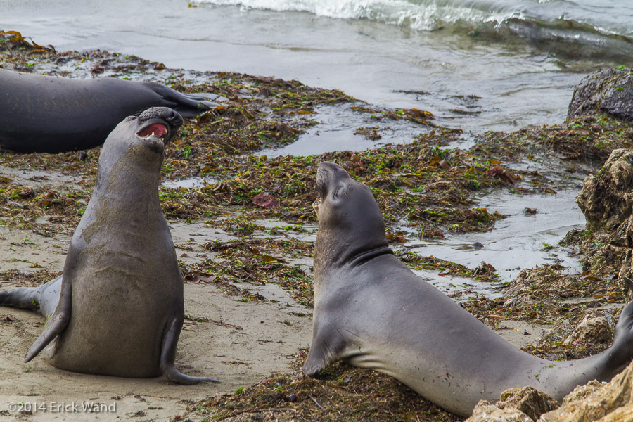 Elephant Seals at Rookery  - Image Name: PiedrasBlancas_9602