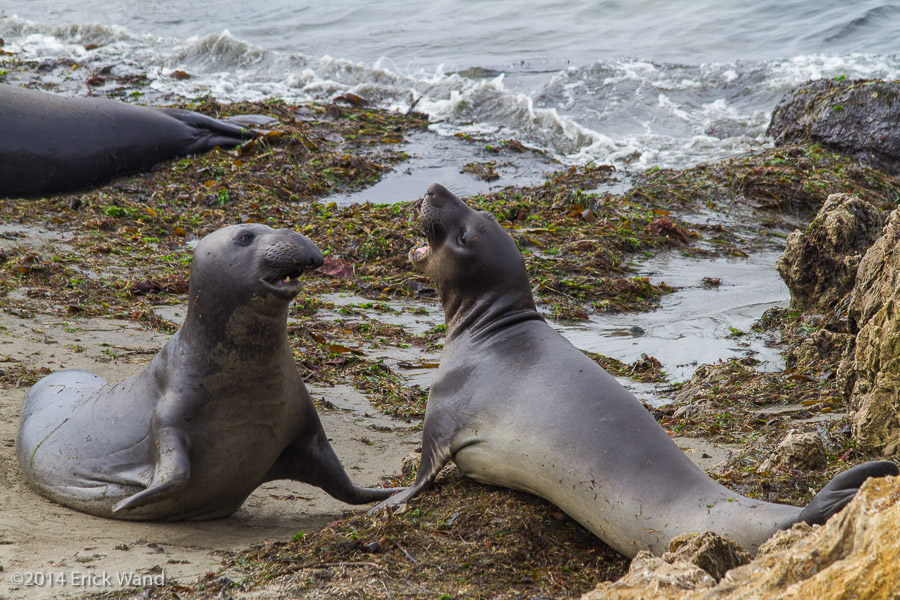 Elephant Seals at Rookery  - Image Name: PiedrasBlancas_9603