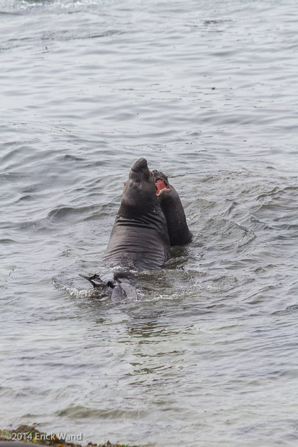 Elephant Seals at Rookery  - Image Name: PiedrasBlancas_9604