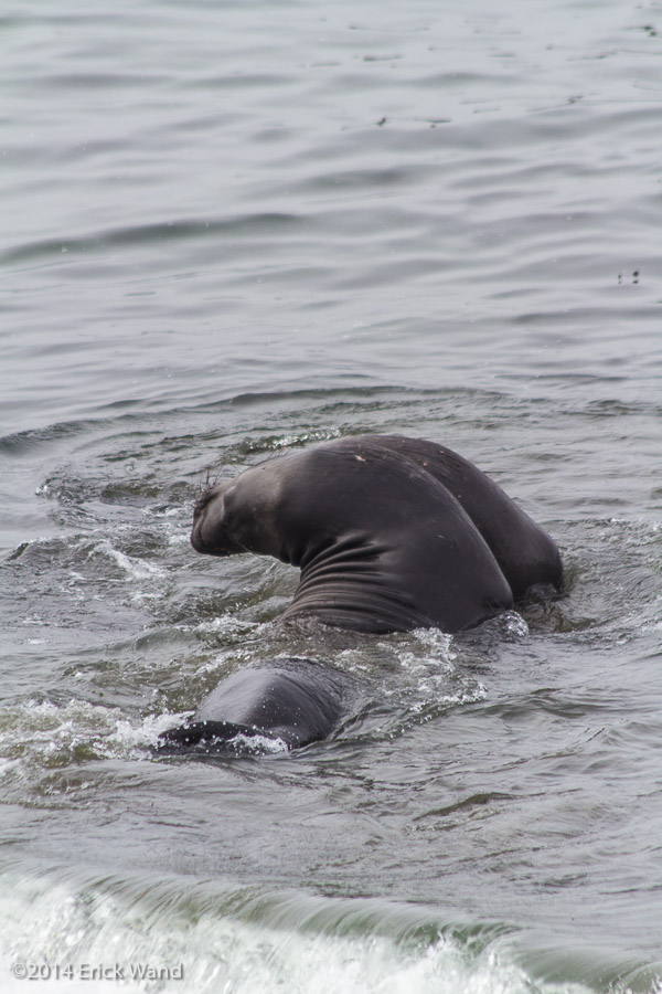 Elephant Seals at Rookery  - Image Name: PiedrasBlancas_9605