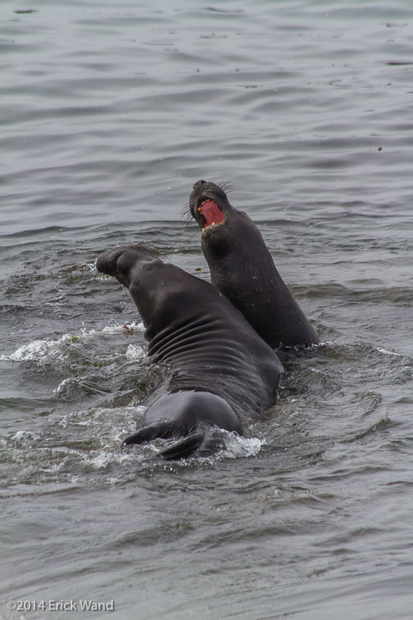 Elephant Seals at Rookery  - Image Name: PiedrasBlancas_9606