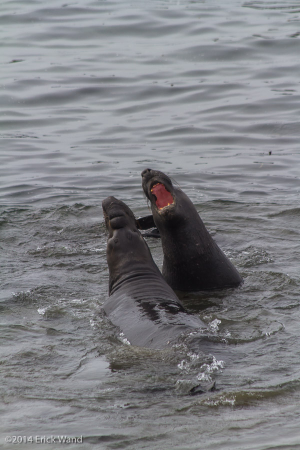 Elephant Seals at Rookery  - Image Name: PiedrasBlancas_9607
