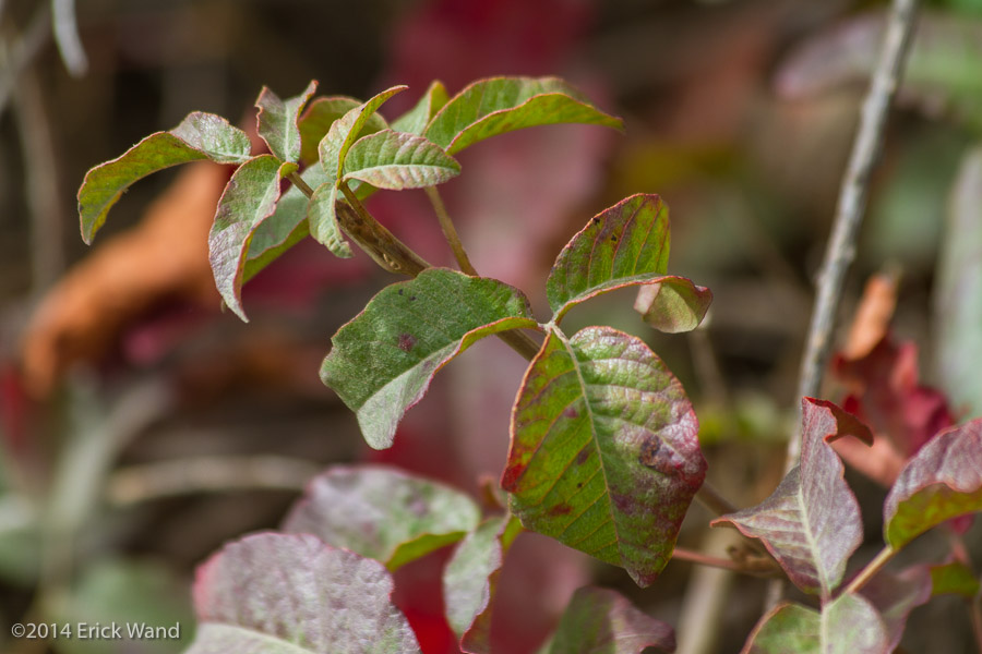 Elephant Seals at Rookery  - Image Name: PiedrasBlancas_9609
