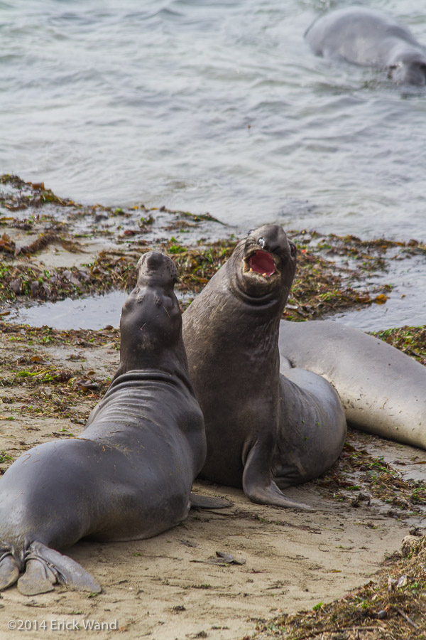 Elephant Seals at Rookery  - Image Name: PiedrasBlancas_9610
