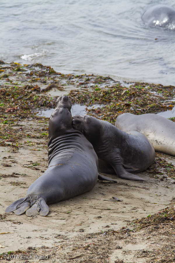 Elephant Seals at Rookery  - Image Name: PiedrasBlancas_9611