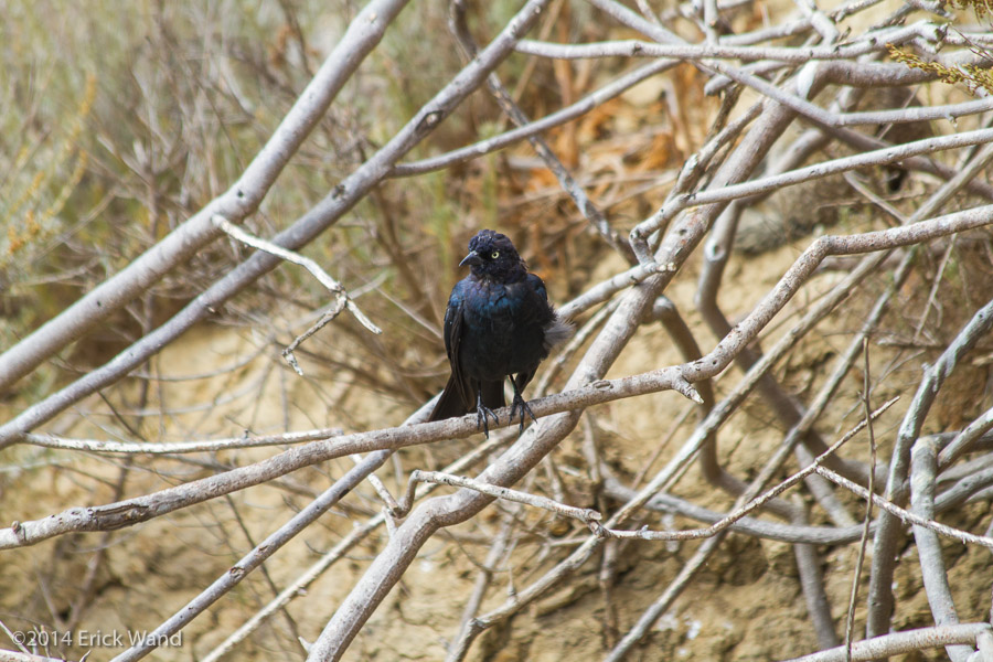 Elephant Seals at Rookery  - Image Name: PiedrasBlancas_9614