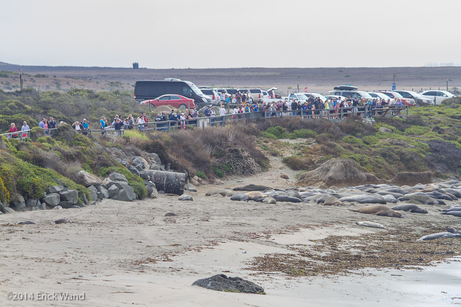 Elephant Seals at Rookery  - Image Name: PiedrasBlancas_9615