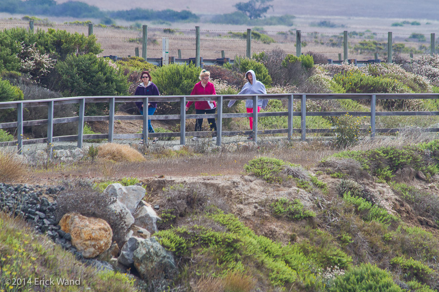 Elephant Seals at Rookery  - Image Name: PiedrasBlancas_9619